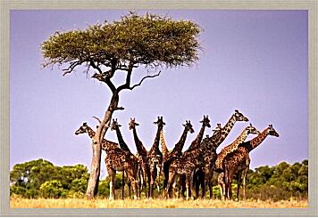 Картина - Жирафы