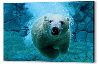 Постер (плакат) - Белый медведь в воде