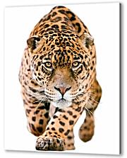 Постер (плакат) - Леопард
