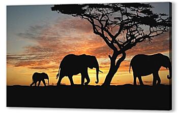 Постер (плакат) - Слоны