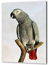 Постер (плакат) - Попугай на жердочке