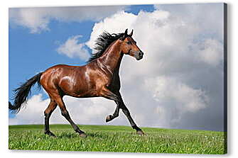 Коричневый конь на поле
