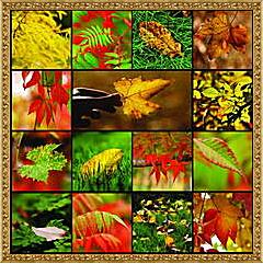 Картина - Коллаж осенняя листва
