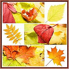 Картина - Коллаж осень в листьях