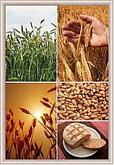 Картина - Коллаж Пшеница семена хлеб