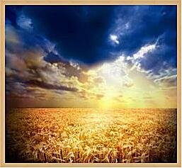 Картина - Маки в пшенице
