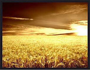 Картина - Пшеница на закате
