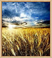 Картина - Солнце в облаках над полем
