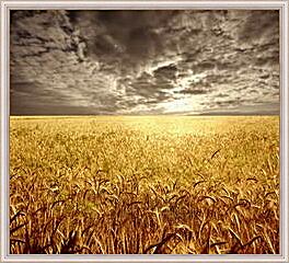 Картина - Пшеничное поле
