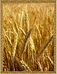 Картина - Красивая пшеница
