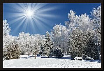 Картина - Красивые деревья в снегу
