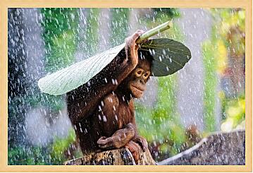 Картина - Обезьянка прячется от дождя