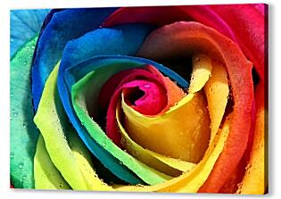 Постер (плакат) - Разноцветная роза