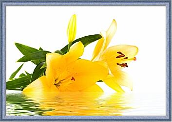 Картина - Желтая лилия на воде