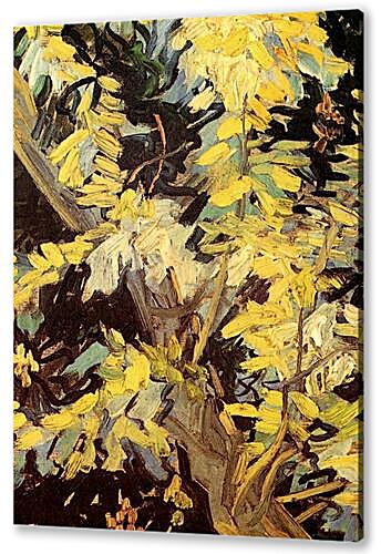 Постер (плакат) - Blossoming Acacia Branches
